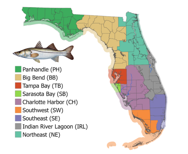Recreational harvest of snook for Florida’s west coast will close May 1